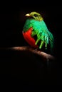 Golden-headed Quetzal, Pharomachrus auriceps, Magnificent sacred green and red bird. Detail portrait Quetzal from Colombia with bl Royalty Free Stock Photo