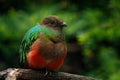 Golden-headed Quetzal, Pharomachrus auriceps, Magnificent sacred green and red bird. Detail portrait Quetzal from Colombia with bl Royalty Free Stock Photo