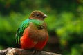 Golden-headed Quetzal, Pharomachrus auriceps, Magnificent sacred green and red bird. Detail portrait Quetzal from Colombia with bl