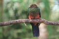 Golden-headed quetzal