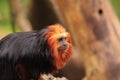 Golden headed tamarin Royalty Free Stock Photo