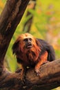 Golden headed tamarin Royalty Free Stock Photo