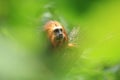 Golden-headed tamarin Royalty Free Stock Photo