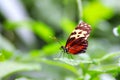 Golden Helicon Butterfly Heliconius Hecale on Green Leaf Royalty Free Stock Photo