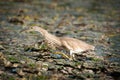 Golden heron Royalty Free Stock Photo