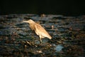 Golden heron (ardeola ralloides)