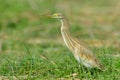 Golden heron (ardeola ralloides) Royalty Free Stock Photo