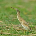 Golden heron (ardeola ralloides) Royalty Free Stock Photo