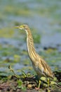 Golden heron -ardeola ralloides Royalty Free Stock Photo