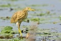 Golden heron -ardeola ralloides Royalty Free Stock Photo