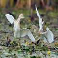 Golden herons ardeola ralloides