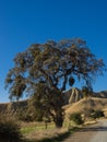 Golden hills with oak trees Royalty Free Stock Photo