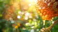 Golden honey flow from a natural honeycomb, lit by sunlight. Vibrant bokeh lush greenery backdrop. Concept of natural