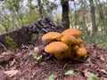 Golden honey mushrooms grow near a stump among the grass in the forest Royalty Free Stock Photo