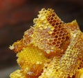 golden honeycomb Royalty Free Stock Photo