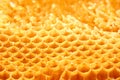 Golden honeycomb cells; closeup