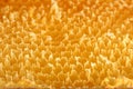 Golden honeycomb cells; closeup