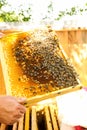 Golden honeycombs with bees in the hands