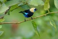 A Golden-hooded Tanager in the Arenal National Park Royalty Free Stock Photo