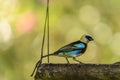 Golden Hooded Tanager Royalty Free Stock Photo