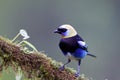 Golden-hooded Tanager  840209 Royalty Free Stock Photo