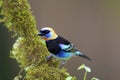 Golden-hooded Tanager  840206 Royalty Free Stock Photo