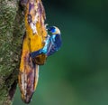 Golden-hooded tanager enjoys banana in forest Royalty Free Stock Photo