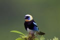 Golden-hooded Tanager  837560 Royalty Free Stock Photo