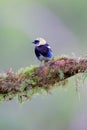 Golden-hooded Tanager  840214 Royalty Free Stock Photo