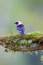 Golden-hooded Tanager  840218 Royalty Free Stock Photo