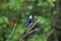 Golden-hooded Tanager, La Fortuna, Costa Rica Royalty Free Stock Photo