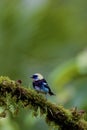 Golden-hooded Tanager  840070 Royalty Free Stock Photo