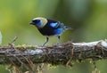 Golden-hooded Tanager Royalty Free Stock Photo