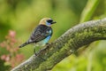 Golden-hooded Tanager Royalty Free Stock Photo
