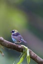 Golden-hooded Tanager  839907 Royalty Free Stock Photo