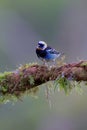 Golden-hooded Tanager  840210 Royalty Free Stock Photo