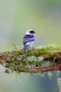 Golden-hooded Tanager  840219 Royalty Free Stock Photo