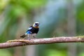 Golden-hooded tanager, Stilpnia larvata, La Fortuna, La Fortuna, Volcano Arenal, Costa Rica Wildlife Royalty Free Stock Photo