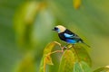Golden-hooded Tanager, Tangara larvata, exotic tropic blue bird with gold head from Costa Rica. Green moss stick in forest with bi Royalty Free Stock Photo