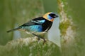 Golden-hooded Tanager, Tangara larvata, exotic tropic blue bird with gold head from Costa Rica. Green moss stick in the forest wit Royalty Free Stock Photo