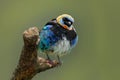 Golden-hooded Tanager, Tangara larvata, exotic tropic blue bird with gold head from Costa Rica. Green moss stick in the forest wit Royalty Free Stock Photo