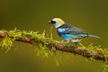 Golden-hooded Tanager, Tangara larvata, exotic tropic blue bird with gold head from Costa Rica. Tanager sitting on the branch. Gre Royalty Free Stock Photo