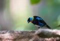 Golden hooded tanager Tangara larvata.