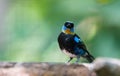 Golden hooded tanager Tangara larvata.