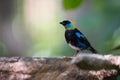 Golden hooded tanager Tangara larvata.