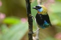 Golden-hooded Tanager Royalty Free Stock Photo