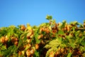 Golden hops Royalty Free Stock Photo