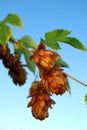 Golden hops Royalty Free Stock Photo