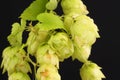 Golden hops Royalty Free Stock Photo