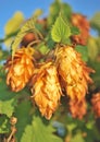 Golden hops. Royalty Free Stock Photo